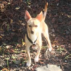 Chihuahua Dogs for adoption in Pleasant Hill, CA, USA