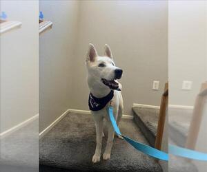 Siberian Husky-Unknown Mix Dogs for adoption in Las Vegas, NV, USA