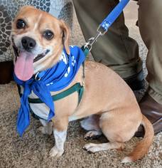 Beagle-Brittany Mix Dogs for adoption in Valrico, FL, USA