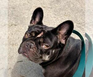 French Bulldog Dogs for adoption in Camarillo, CA, USA