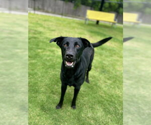 Labrador Retriever Dogs for adoption in Temple, TX, USA