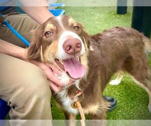 Australian Shepherd Dogs for adoption in Orlando, FL, USA