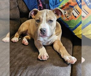 American Pit Bull Terrier-American Staffordshire Terrier Mix Dogs for adoption in Chester, VA, USA