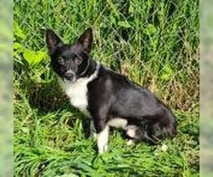 Chihuahua Dogs for adoption in Lake City, MI, USA