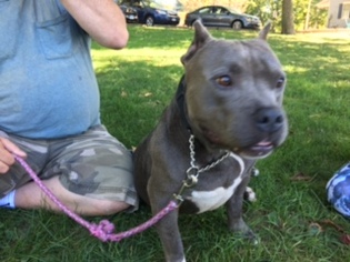 American Pit Bull Terrier-Unknown Mix Dogs for adoption in Rowayton, CT, USA