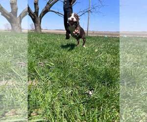 Mutt Dogs for adoption in Sheboygan, WI, USA