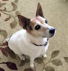 Medium Photo #1 Basset Hound Puppy For Sale in Ashland, VA, USA