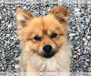 Pomeranian Dogs for adoption in Santa Cruz, CA, USA