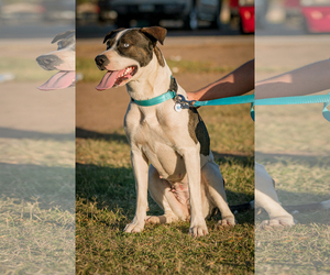 Pointer Dogs for adoption in Chandler, AZ, USA