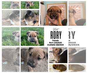 Mutt Dogs for adoption in Munford, TN, USA