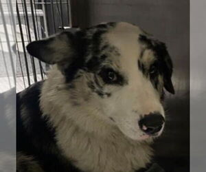 Mutt Dogs for adoption in Canton, CT, USA