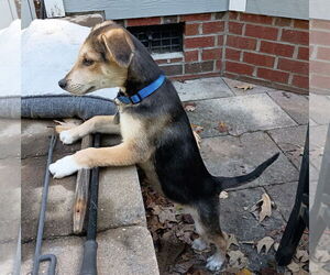 Mutt Dogs for adoption in Cary, NC, USA