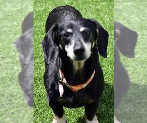 Dachshund Dogs for adoption in Lewisburg, TN, USA