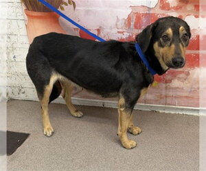 German Shepherd Dog-Unknown Mix Dogs for adoption in San Bernardino, CA, USA