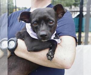 Chihuahua-Unknown Mix Dogs for adoption in San Antonio, TX, USA