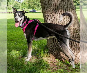 Siberian Husky-Unknown Mix Dogs for adoption in Omaha, NE, USA