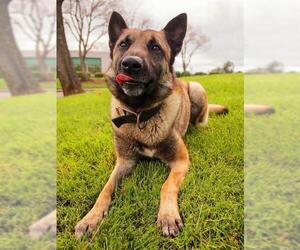 German Shepherd Dog-Unknown Mix Dogs for adoption in Sacramento, CA, USA