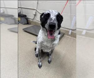 Mutt Dogs for adoption in Grand Prairie, TX, USA