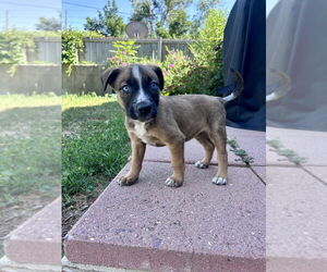German Shepherd Dog-Unknown Mix Dogs for adoption in Lakewood, CO, USA