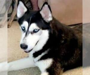 Siberian Husky Dogs for adoption in Von Ormy, TX, USA