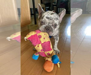 French Bulldog Dogs for adoption in Mundelein, IL, USA
