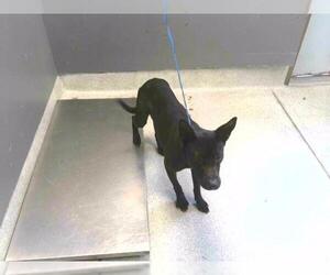Dutch Shepherd -Unknown Mix Dogs for adoption in Tallahassee, FL, USA