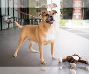 Mutt Dogs for adoption in Royal Palm Beach, FL, USA
