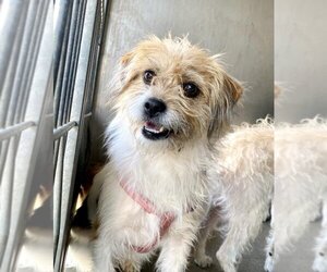 Australian Terrier Dogs for adoption in San Bernardino, CA, USA