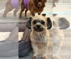 Papastzu Dogs for adoption in Atlanta, GA, USA