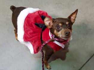 Miniature Pinscher Dogs for adoption in Spirit Lake, ID, USA