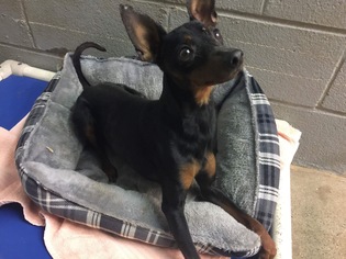 Miniature Pinscher Dogs for adoption in Rustburg, VA, USA