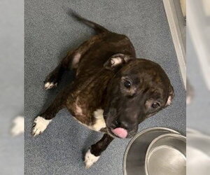 Mutt Dogs for adoption in Glen Allen, VA, USA
