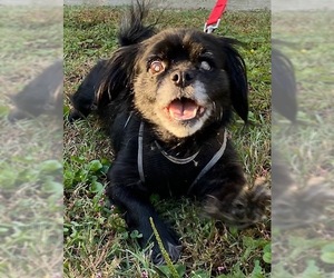 Pekingese-Unknown Mix Dogs for adoption in Columbia, TN, USA