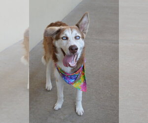 Siberian Husky-Unknown Mix Dogs for adoption in McKinney, TX, USA