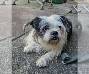 BoShih Dogs for adoption in Chico, CA, USA