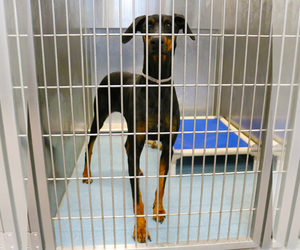 Medium Photo #1 Doberman Pinscher Puppy For Sale in Pasadena, CA, USA