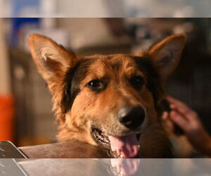 German Shepherd Dog Dogs for adoption in Modesto, CA, USA