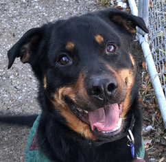 Rottweiler-Unknown Mix Dogs for adoption in Quincy, MA, USA
