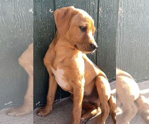 Bo-Dach Dogs for adoption in Green Forest, AR, USA
