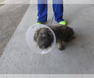 Cairn Terrier Dogs for adoption in Denver, CO, USA