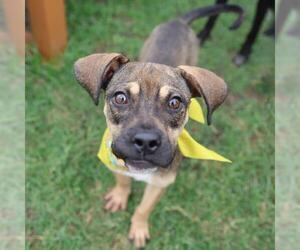 Boxer-Unknown Mix Dogs for adoption in San Antonio, TX, USA