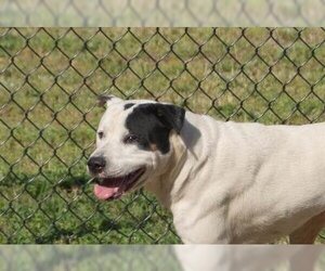 Borador Dogs for adoption in Decatur, GA, USA