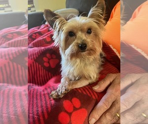 Mutt Dogs for adoption in Arlington, VA, USA