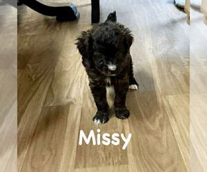 Mutt Dogs for adoption in Spring Lake, NC, USA