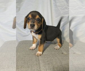 Beagle-Unknown Mix Dogs for adoption in Raleigh, NC, USA