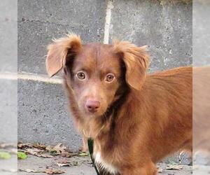 - Mix Dogs for adoption in Pleasanton, CA, USA