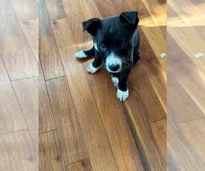 Mutt Dogs for adoption in Calgary, Alberta, Canada