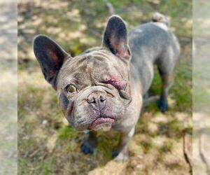 French Bulldog Dogs for adoption in Aurora, CO, USA