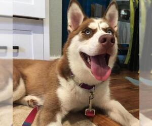 Alaskan Husky Dogs for adoption in Dallas, TX, USA
