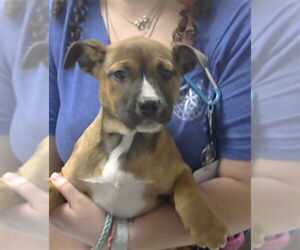 American Pit Bull Terrier-Unknown Mix Dogs for adoption in Pasadena, TX, USA
